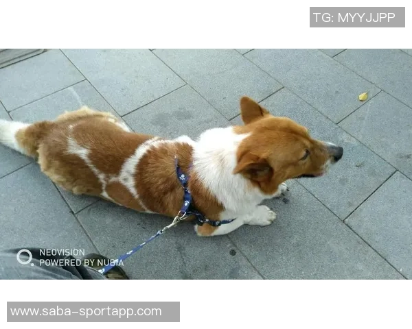 重金悬赏一万美元寻找拉姆塞走失爱犬希望尽快寻回爱宠